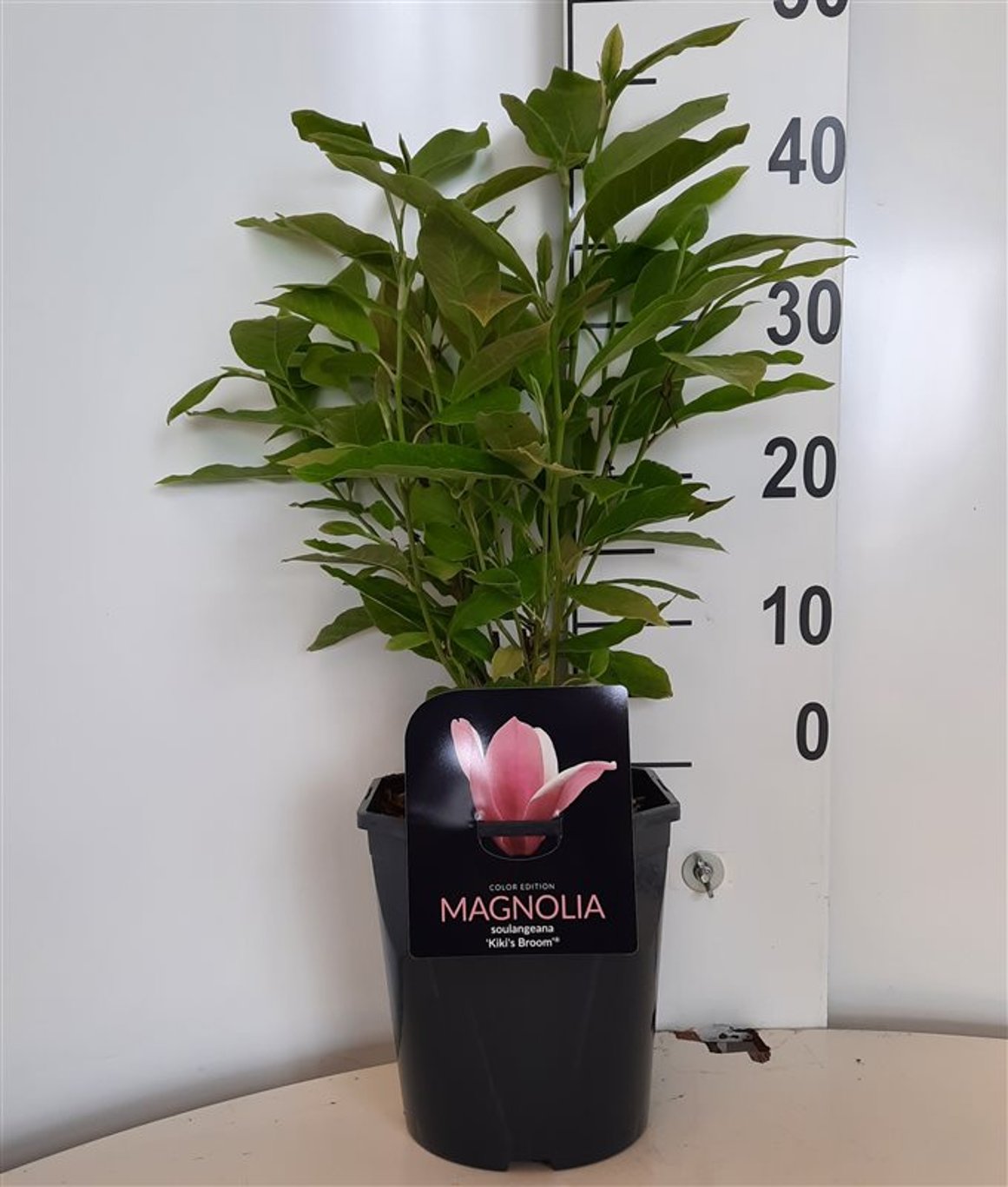 Magnolia 'Kiki's Broom' - C5 50-60 CM